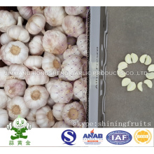 High Quality 6.0cm Normal White Garlic 10kgs Carton